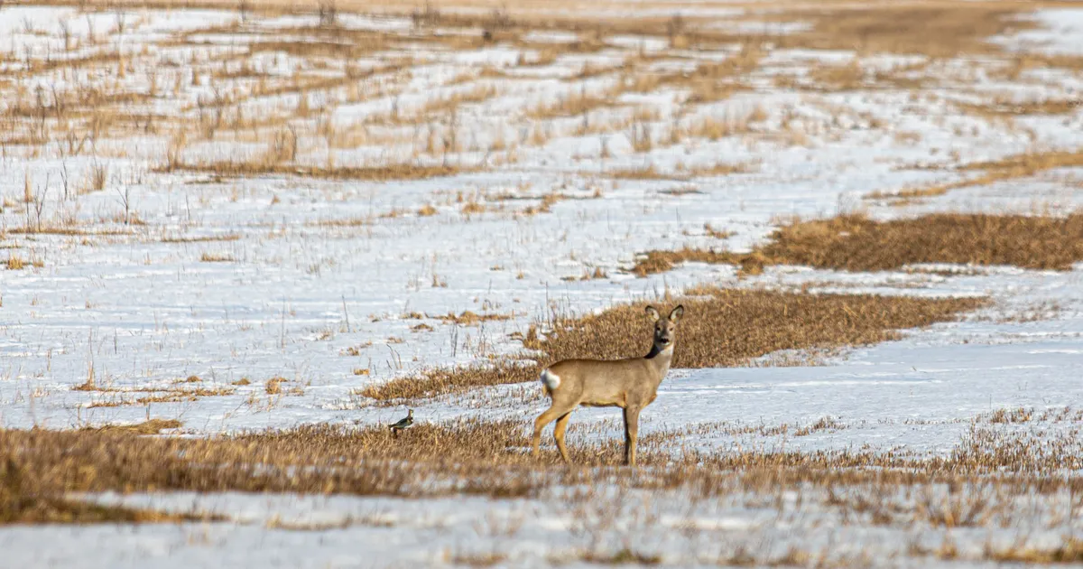 Reedel tuleb kuni 11 kraadi sooja