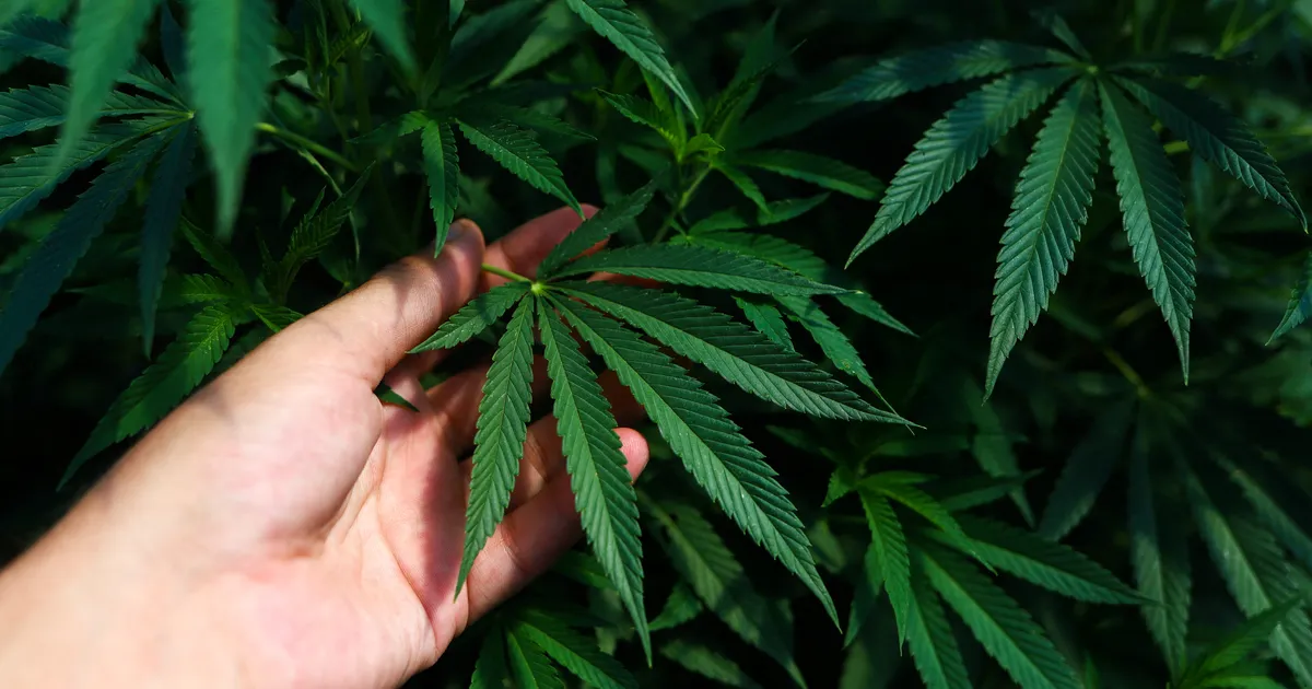 Politsei pidas Ida-Virumaal kinni narkokuriteos kahtlustatava mehe