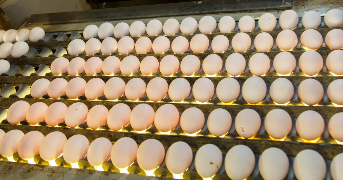 Soome munatootja: Põhjamaad võiks USA munapuuduse leevendamiseks koostööd teha