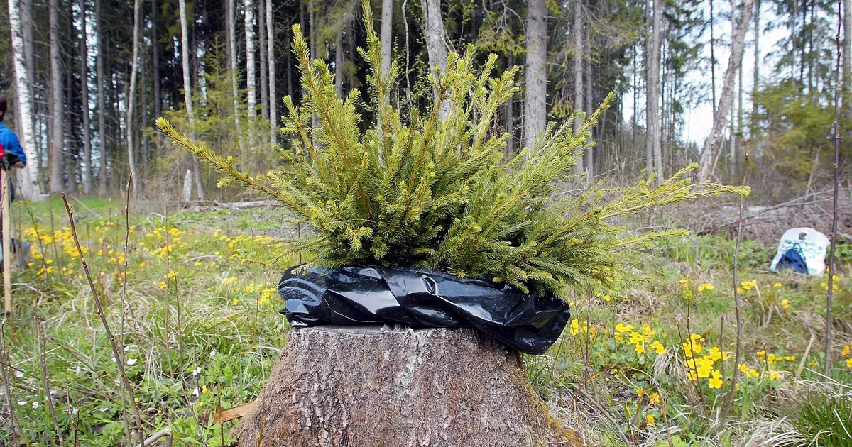 Kohus: Postimehel oli õigus välismaalt Eestisse toodud metsaistikute päritolu kahtlaseks nimetada