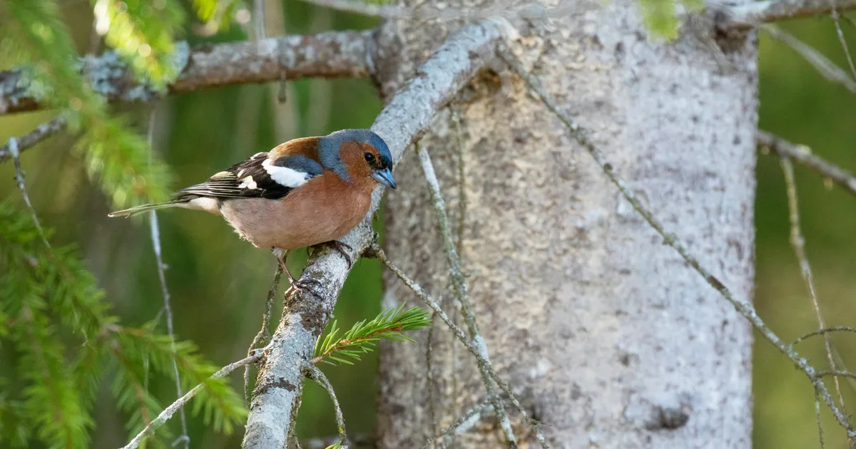 Eliisa Pass, Farištamo Eller, Kaarel Võhandu ⟩ Leinates üleraie ohvreid