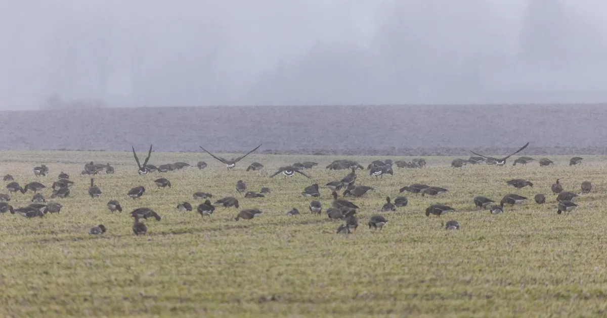 Hanelisi võib sel kevadel küttida viies maakonnas