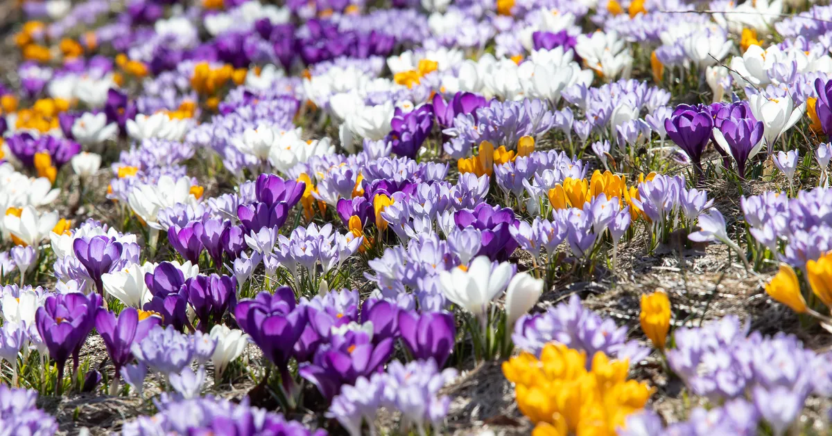 Neljapäeval tuleb kuni 11 kraadi sooja