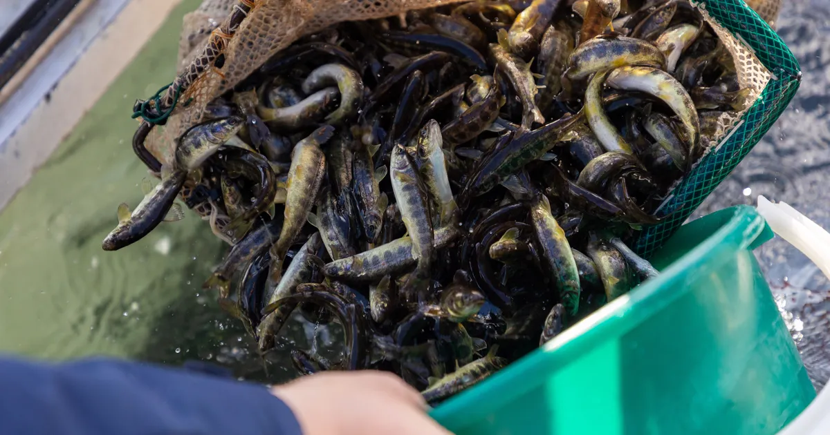 VABA AKADEEMIA ⟩ Arvo Tuvikene: «Kalad muutuvas elukeskkonnas»