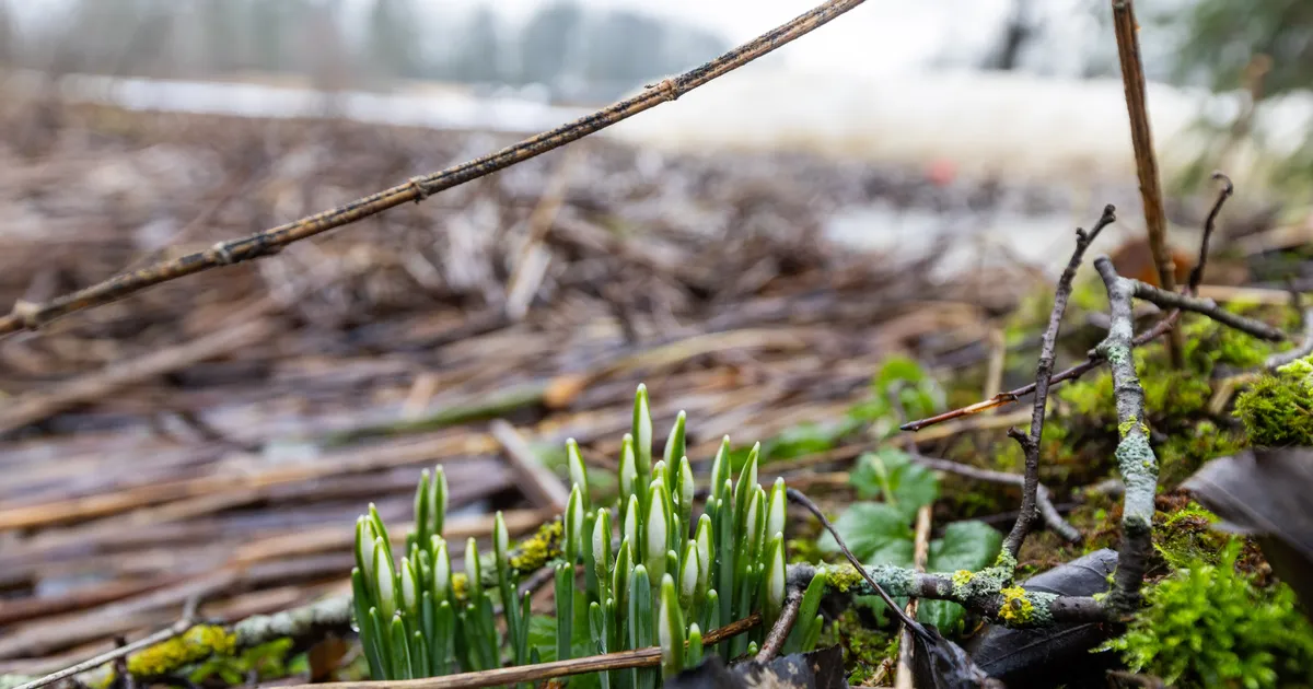 KEVAD ON KÄES ⟩ Tulev nädal toob soojakraadid ja sademed