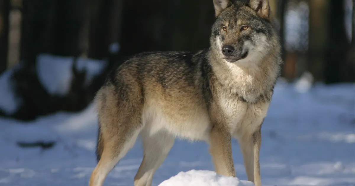 Seekordse hundijahi käigus kütiti 118 hunti