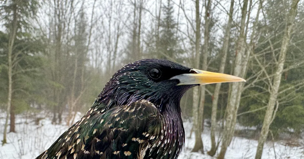 Talv teeb kevadele ruumi: lähipäevil tuleb kuni 11 kraadi sooja