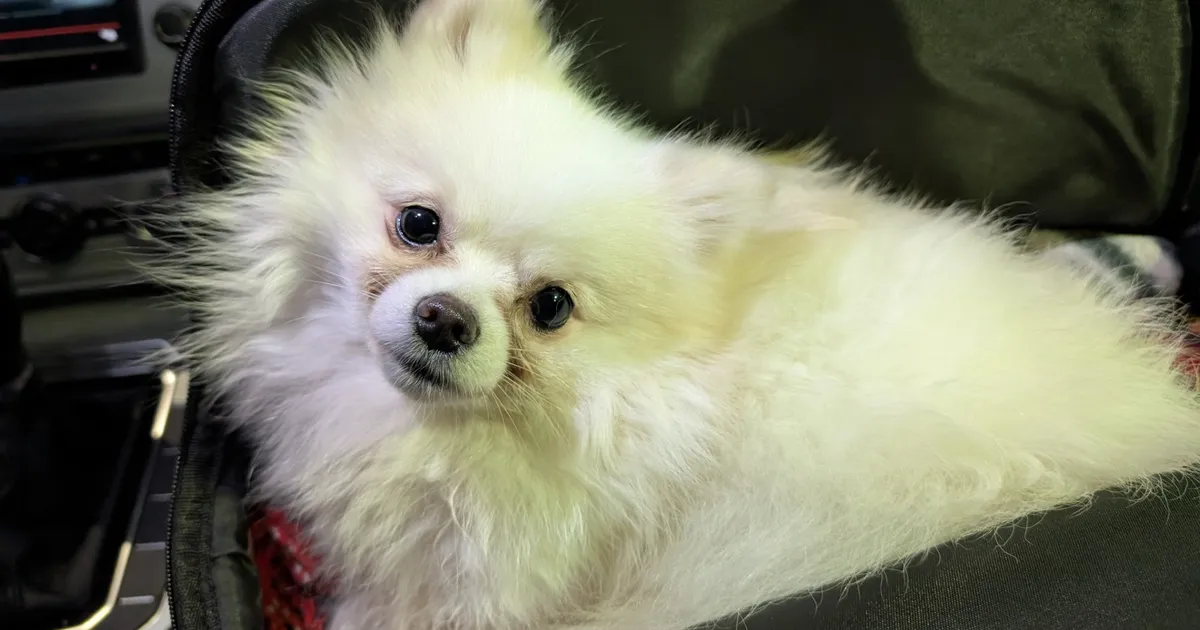 Kutsikavabrikust päästetud koera elu muutus tundmatuseni: ta tahab väga inimese lähedal olla