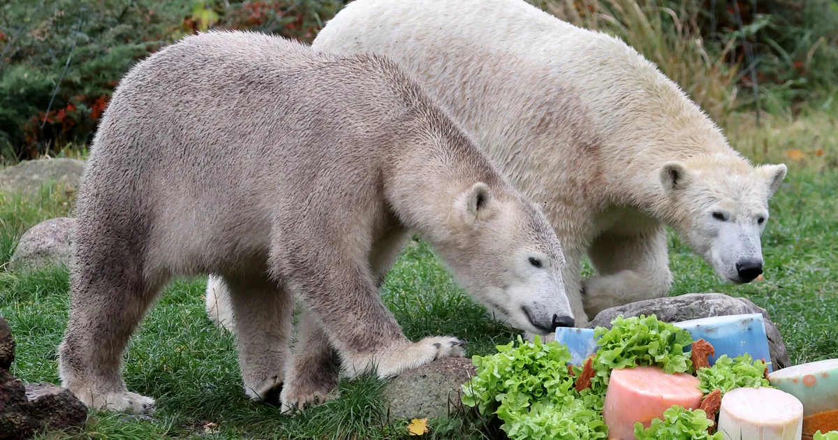 Rostocki loomaaed saadab Tallinnasse kaks jääkaru