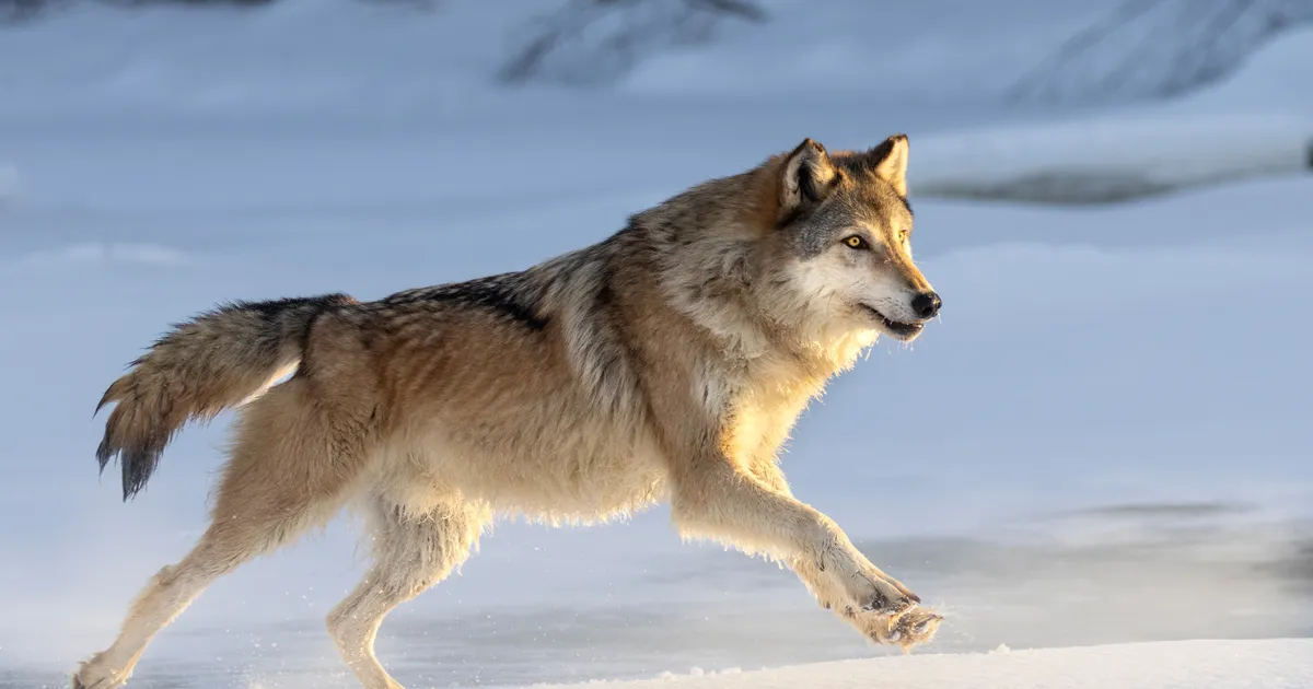 HARULDASED KAADRID ⟩ Harjumaal jäid rajakaamera ette saaki jahtivad võsavillemid