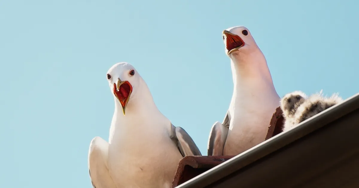 PESITSUSAEG LÄHENEB ⟩ 6 kasulikku nippi, kuidas linnud viisakalt eemale hoida