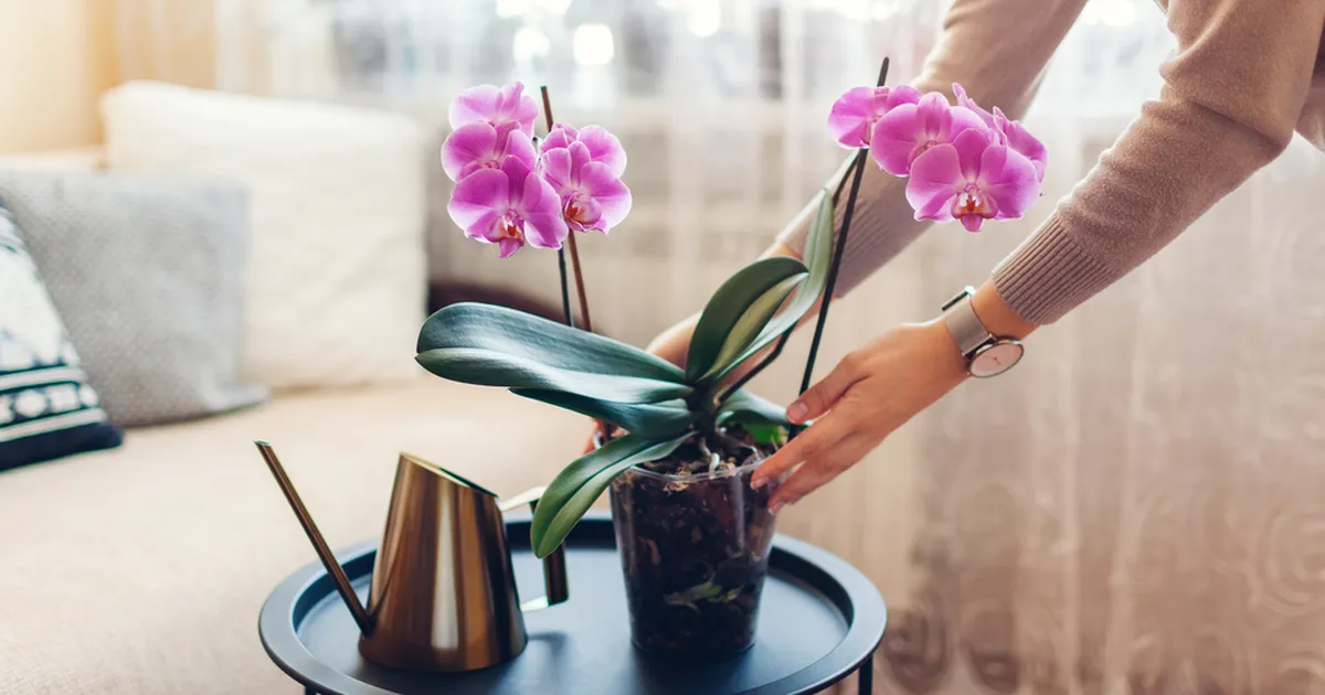 TEGUTSE NÜÜD ⟩ Sellest olulisest sammust sõltub orhidee saatus