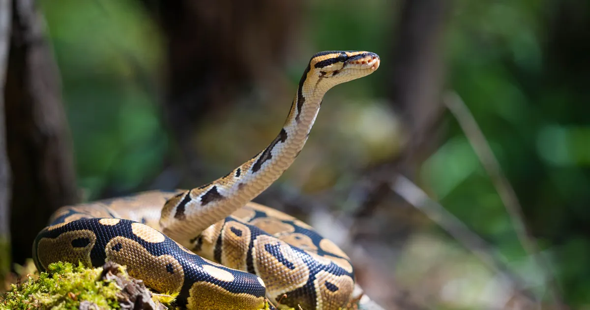 TESTI END ⟩ Peaaegu võimatu! Väidetavalt ainult 5 protsenti inimestest suudab pildilt üles leida mao!