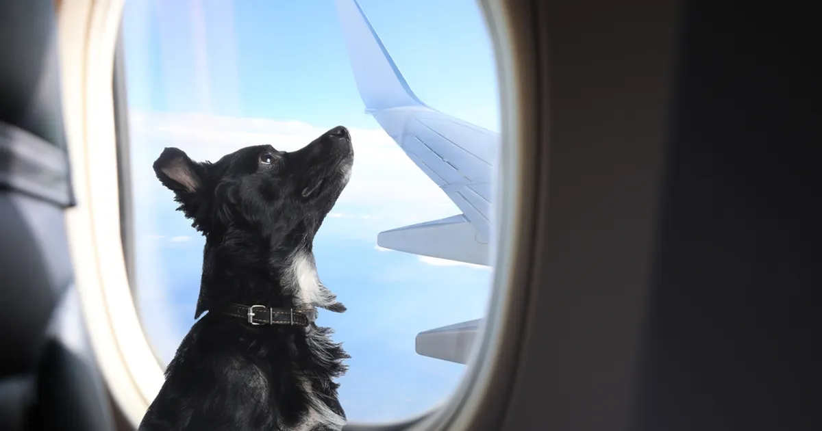 VIDEO ⟩ Kuidas loomad tegelikult lennukiga reisivad?