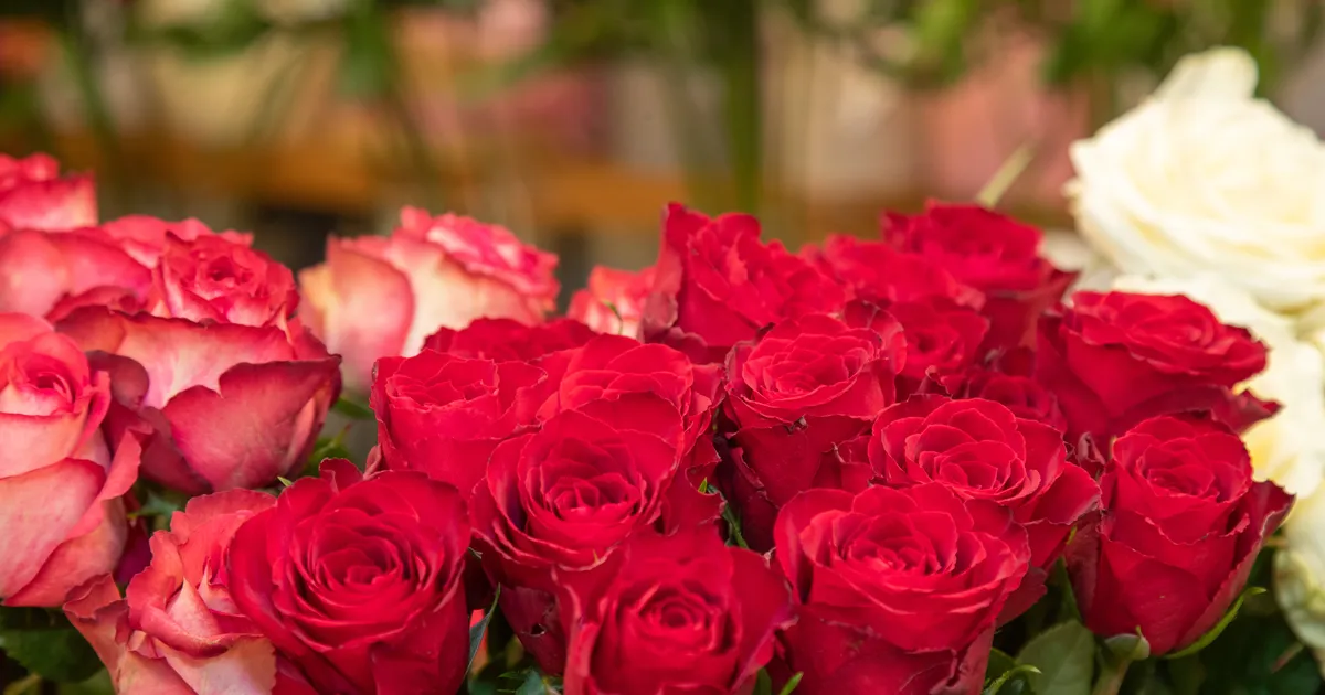 LILLEKULLERID ⟩ Üllatus! Loe, kus saad naistepäevaks lilled taskukohaselt koju tellida