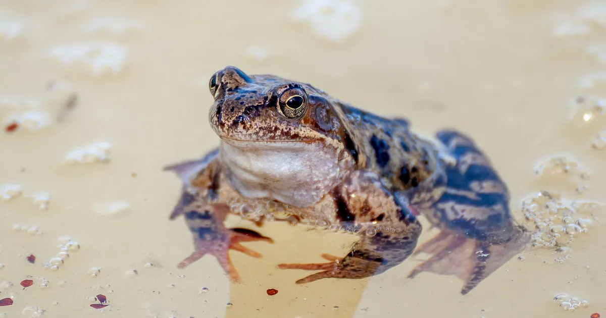 LOODUSFOTO ⟩ Varajase konna kimbatus