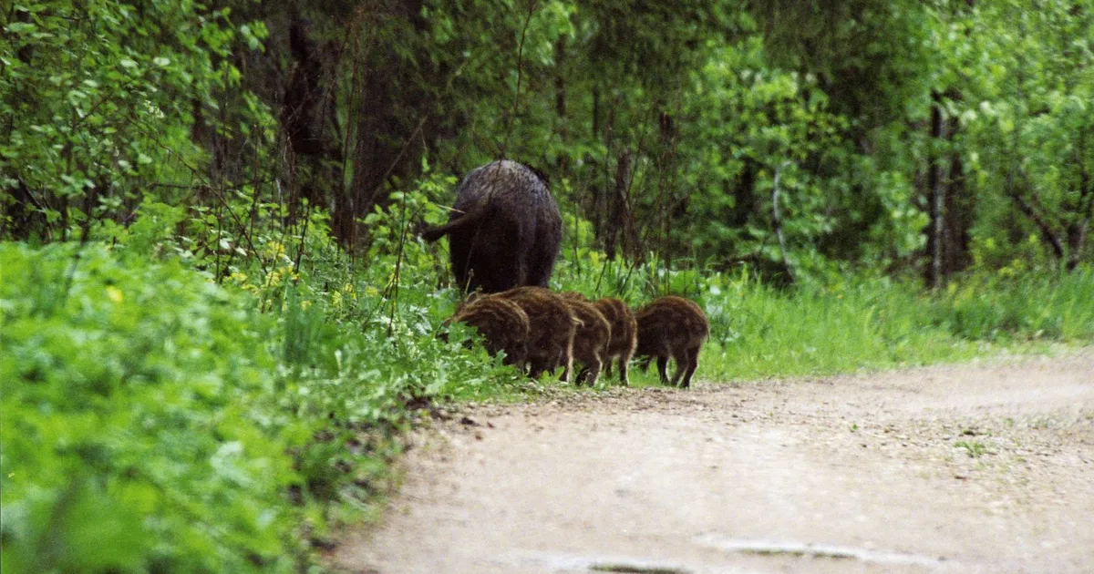 Kui naised juhiks maailma… need emasloomad juba teevad seda!