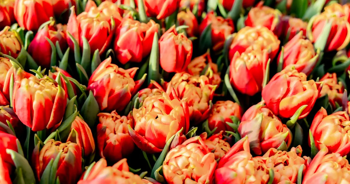 LUUBI ALL ⟩ Palju õnne, Eesti mehed: teil on naistega vedanud!