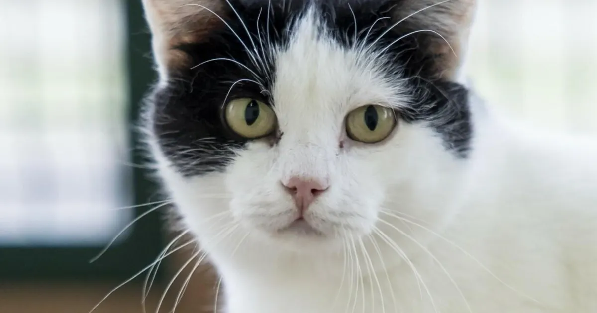 KODUOTSIJA ⟩ Paloma ootab varjupaigas uude koju pääsemist