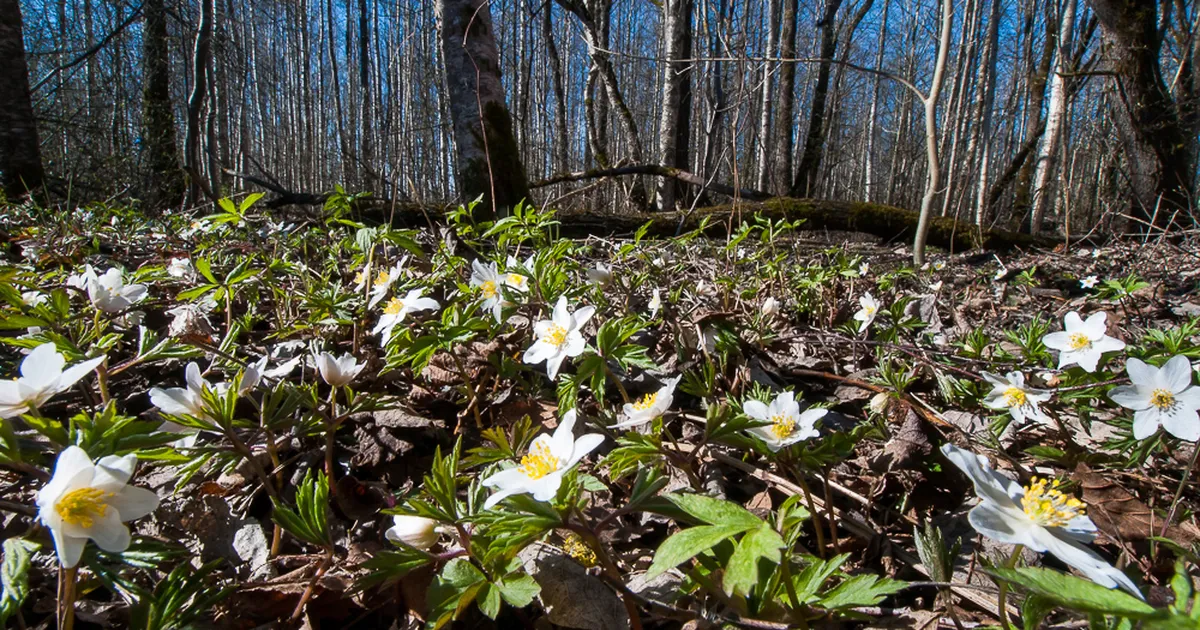Esmaspäeval tuleb paiguti 12 kraadi sooja