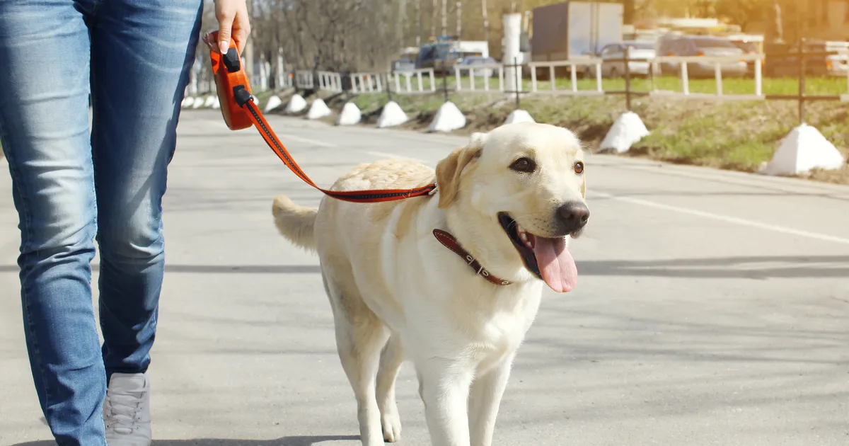 «TA VÕIB MINU KUTSIKA KATKI HÜPATA!» ⟩ Kalamaja pargis lahtise labradoriga jalutanud koeraomanik vilistas kõigile reeglitele