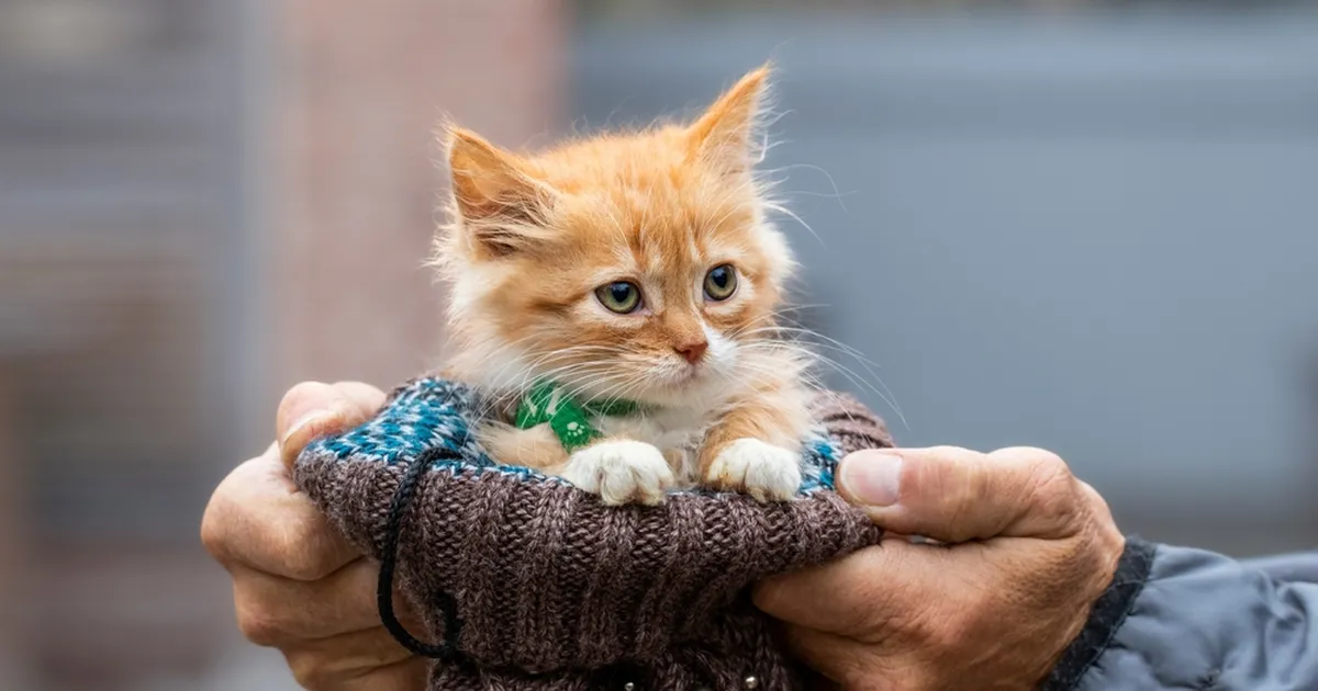 SÜDAMLIK VIDEO ⟩ Varu salvrätikuid! Vaata, kuidas kassiema rahustab maha võõra hüljatud kassipoja