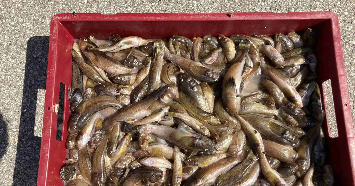 Maaülikool uurib, kuidas ettevõtetes ülejäävaid bioressursse ringluses hoida