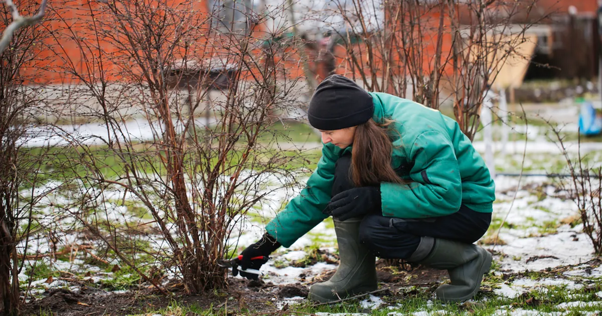 JÄTA RAHULE ⟩ 4 taime, mida ei tohiks kevadel kärpida