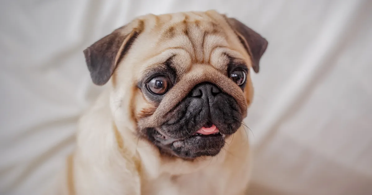 Loomaarstid hoiatavad nende koeratõugude eest: nad on küll armsad, aga väga kehva tervisega