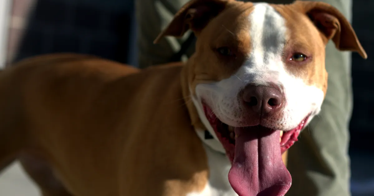 KÄPP PÄÄSTIKUL ⟩ USAs tulistas koer kaaslannaga koos voodis lebanud peremeest