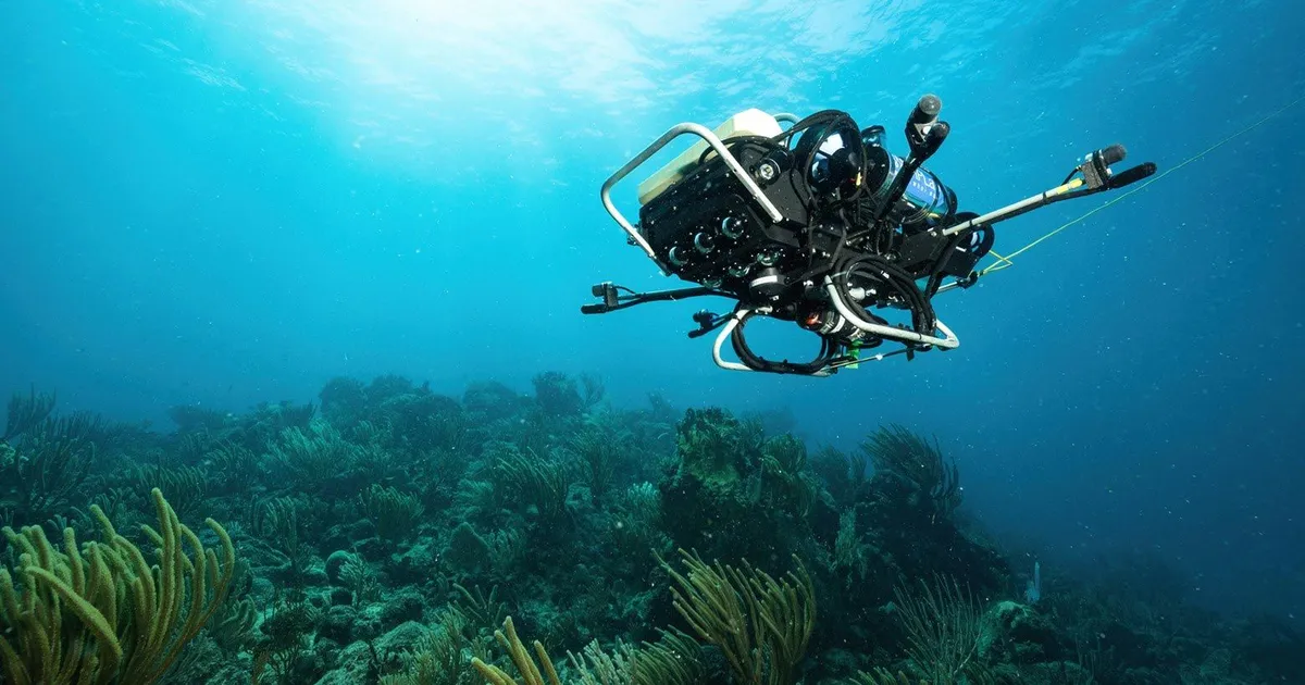 Teadlased hakkasid tehisaru abil selgeks õppima veeelanike keeli – millest nad küll räägivad?