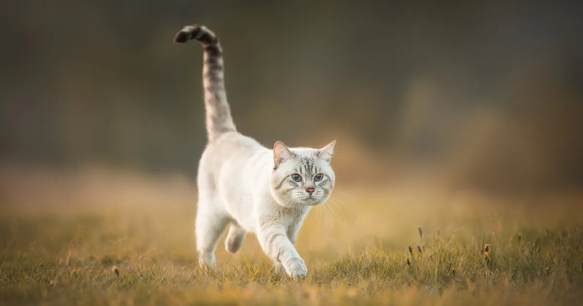TESTI END ⟩ Peaaegu võimatu! Ainult snaiper suudab pildilt üles leida end ära peitnud kassi!