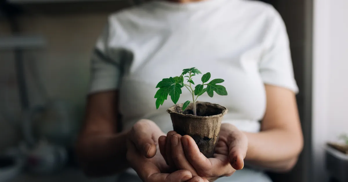 AED AKNALAUAL ⟩ Kuidas kasvatada tugevaid ja terveid taimi?