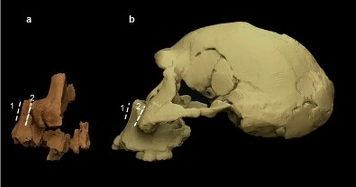 Homo erectus või uus tegija? Miljon aastat vana mõistatus Hispaania koopast