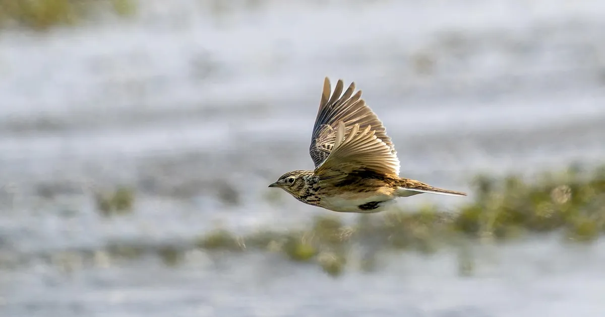 LOODUSFOTO ⟩ Lõokesed otsivad õiget elupaika
