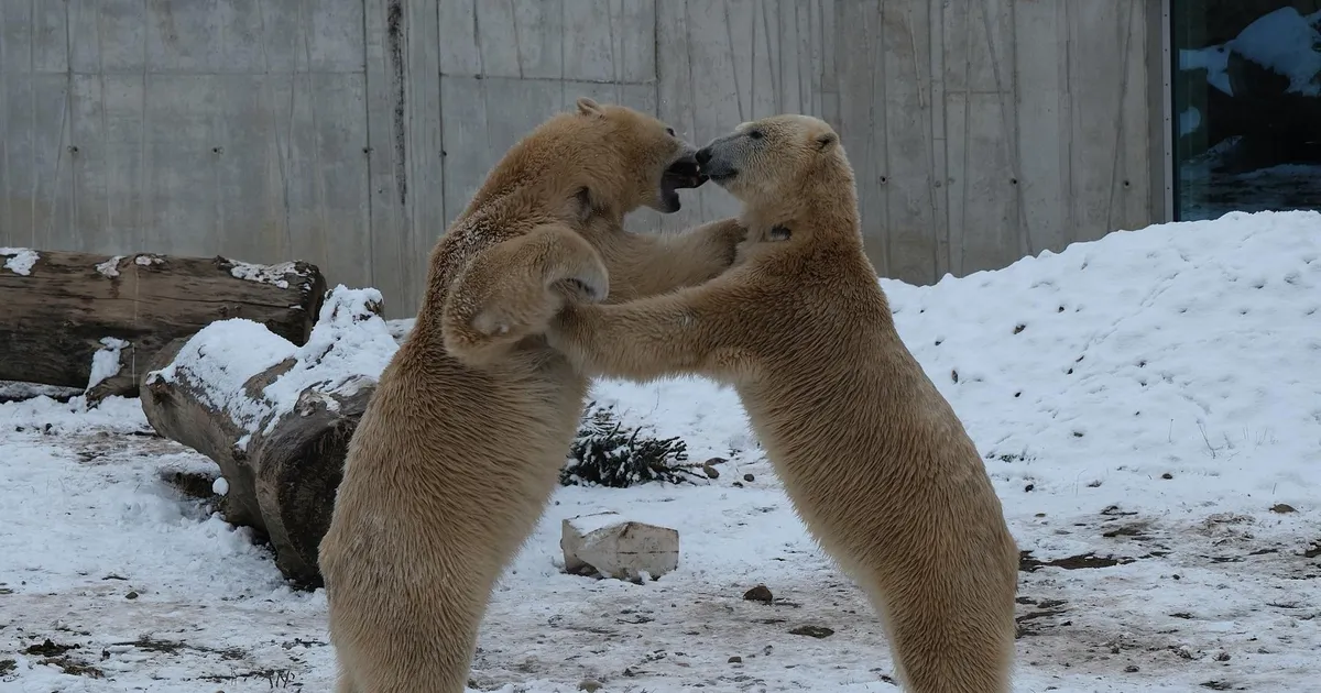 LOOMARIIK ⟩ Ilmauperpallid teevad loomade elu huvitavamaks
