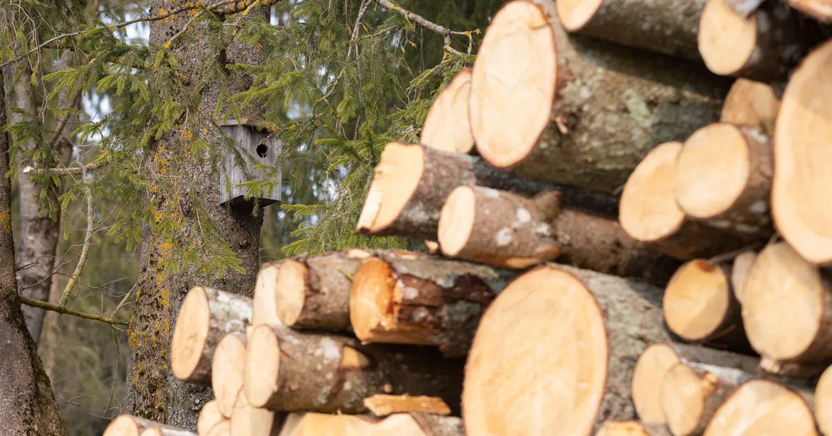 ANASTASSIA KOVALENKO-KÕLVART ⟩ RMK vassis nii salalepinguid sõlmides kui ka eksperthinnangut tellides