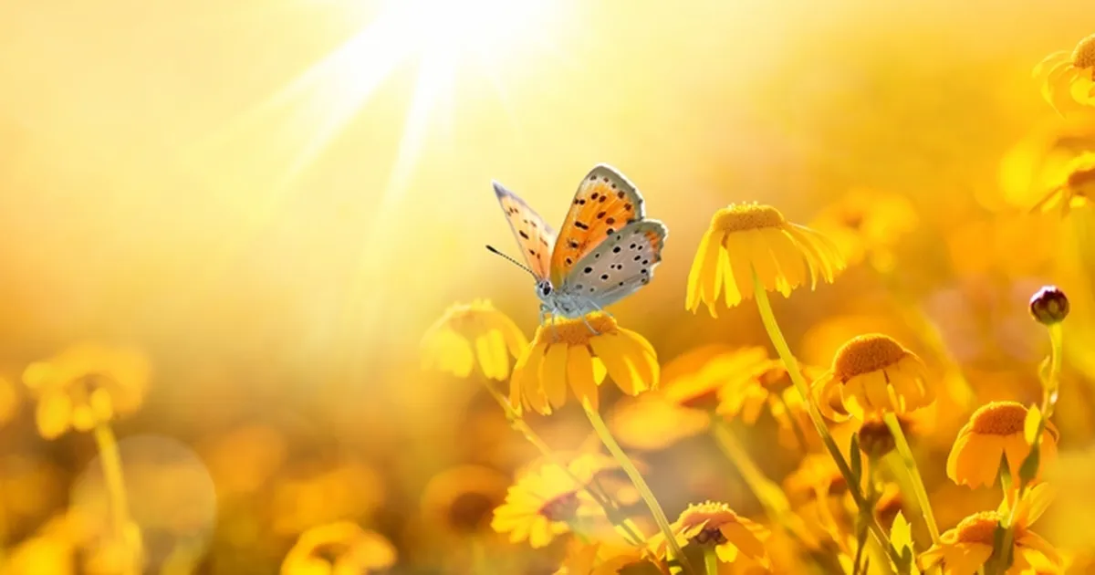 HIRMUTAV TREND ⟩ Ameerika liblikad kaovad katastroofilisel kiirusel