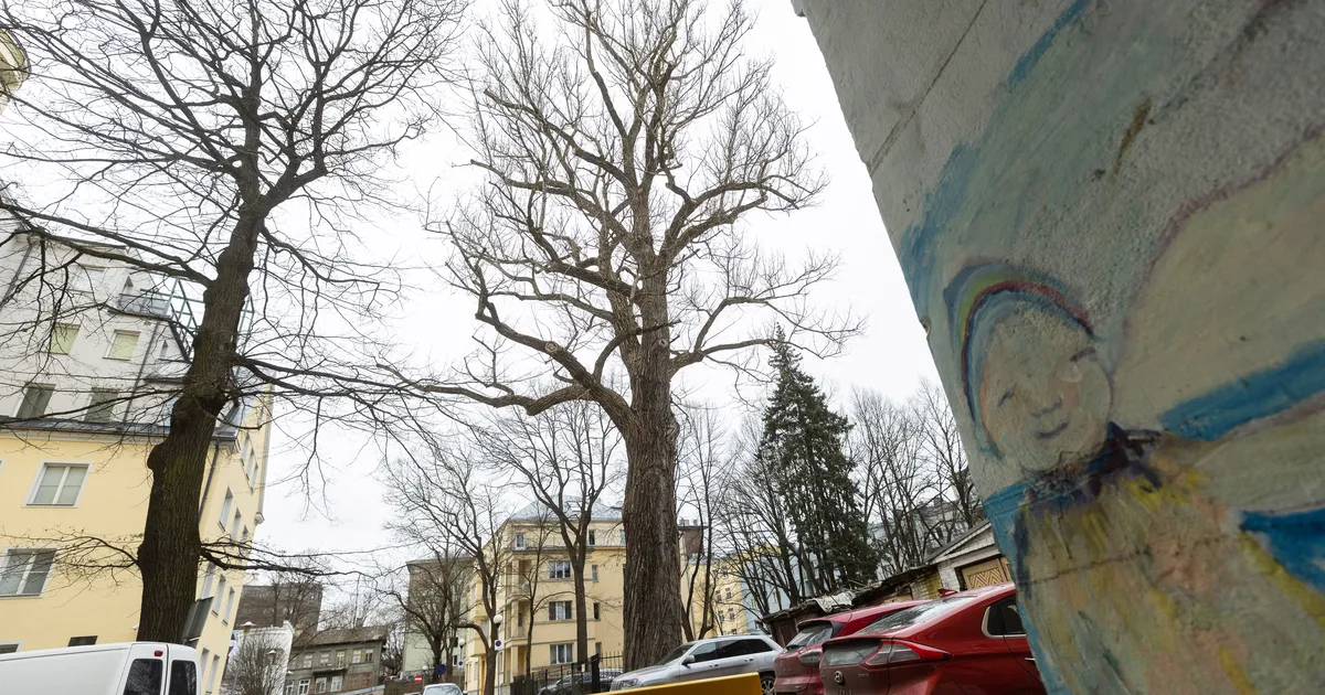 FOTOD JA VIDEO ⟩ Tallinna vanim must pappel võeti maha