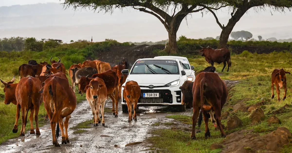 FOTOD ⟩ Ralliässad kohtusid Keenia MM-etapi võistlustrassil juba loomakarjaga