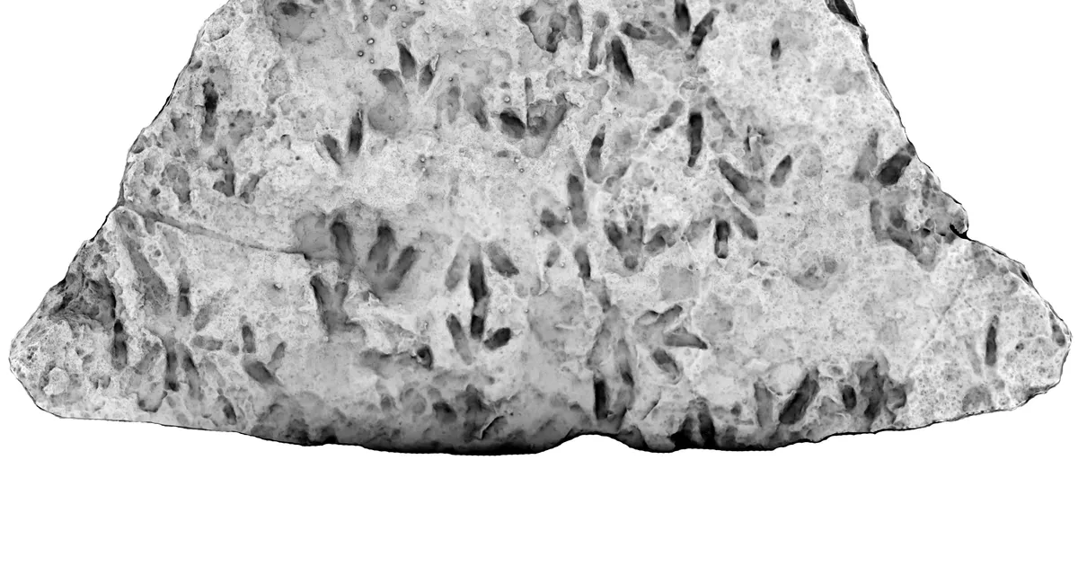 Sauruse jälgedest kubisev kivikamakas vedeles kõigi silme all – 20 aastat ei pannud keegi midagi tähele