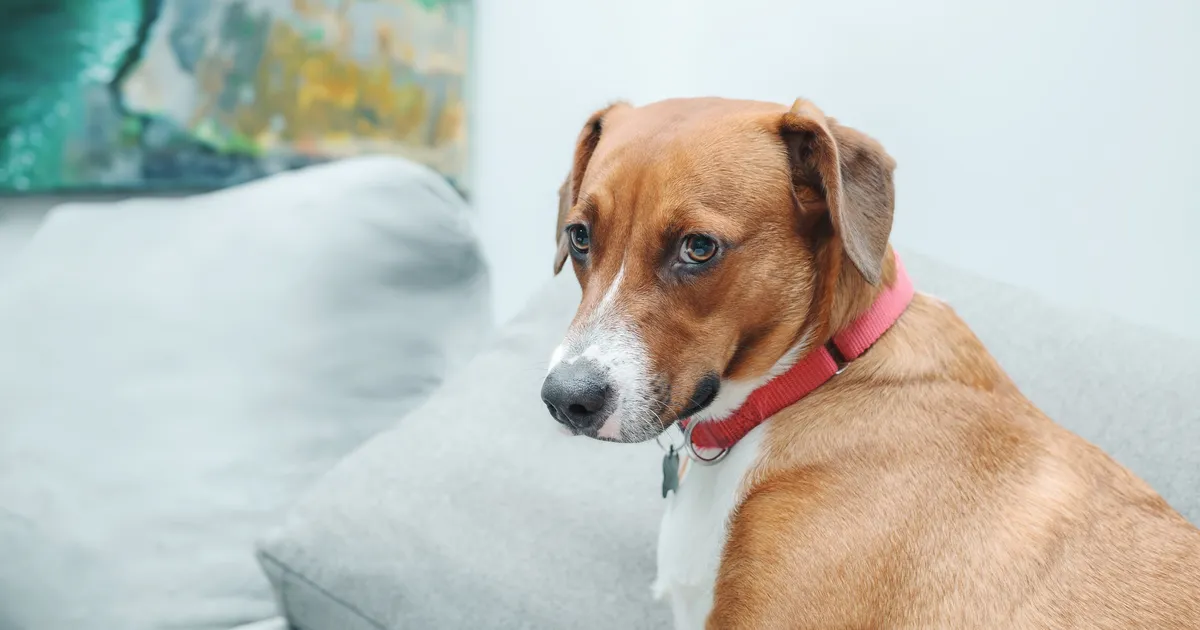 Need on kõige levinumad vead, mida koeraomanikud teevad