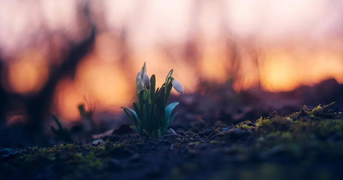 SODIAAGISOSINAD ⟩ Kiired muutused jätkuvad: kevade algus annab hoogu juurde