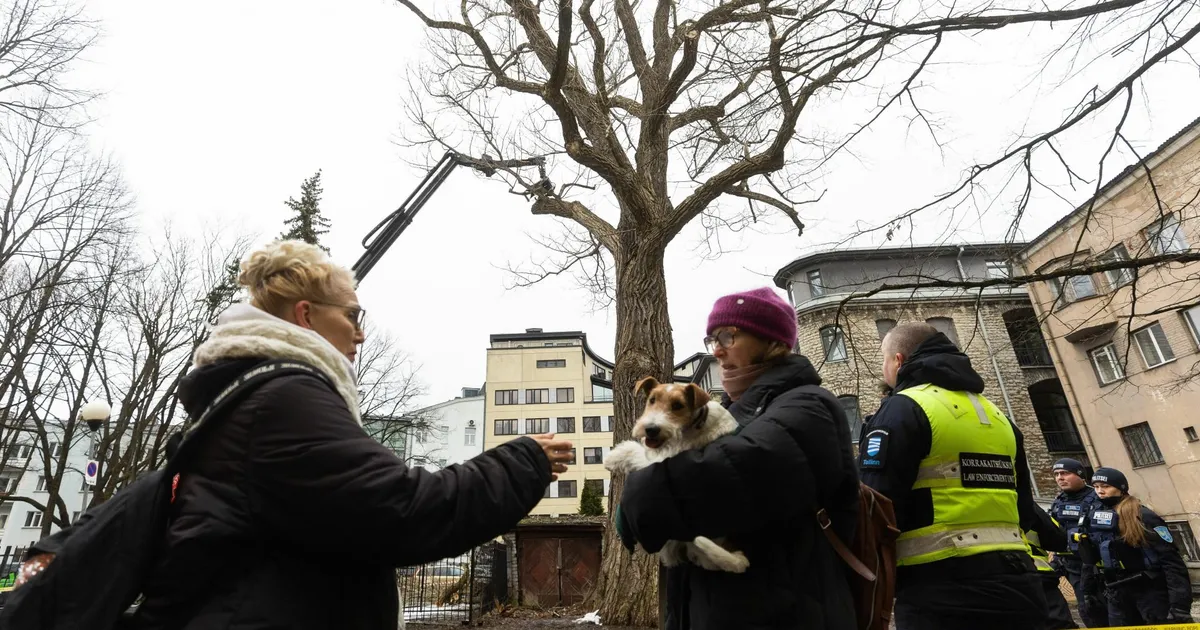 Tallinna vanima musta papli tüvi veel pääses raiest