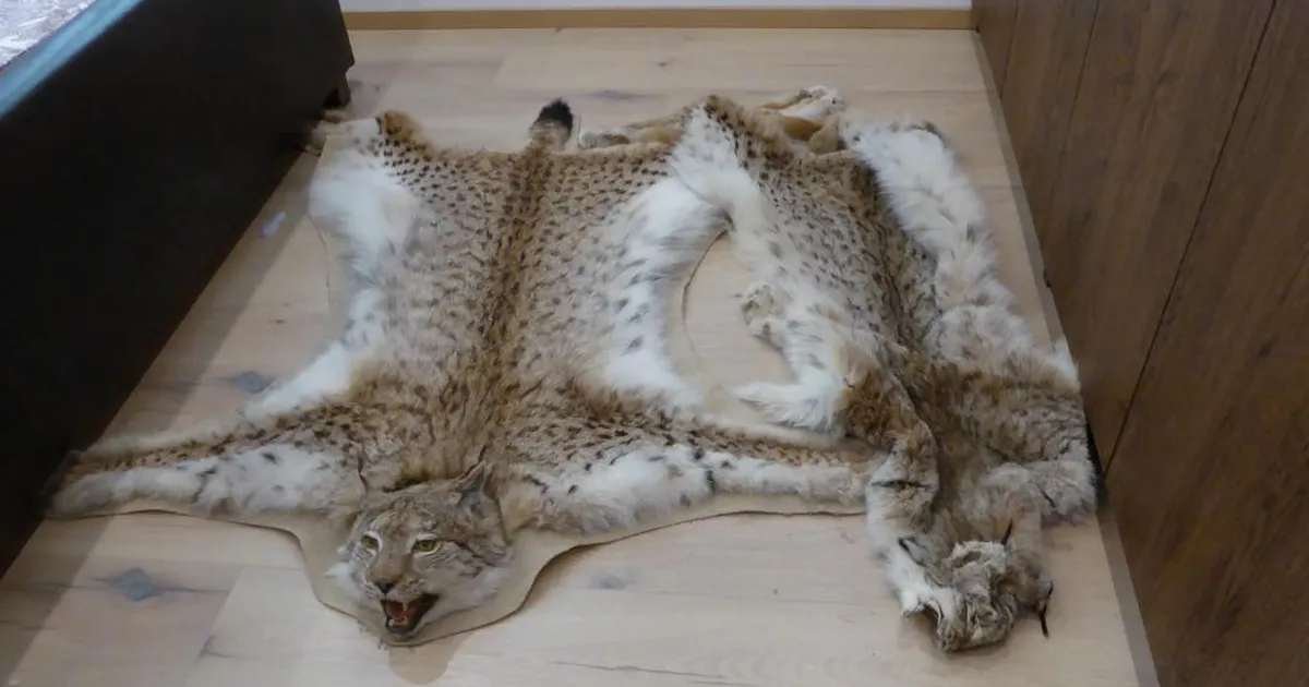 Salaküttide kinnipidamiseni viis aastatepikkune töö