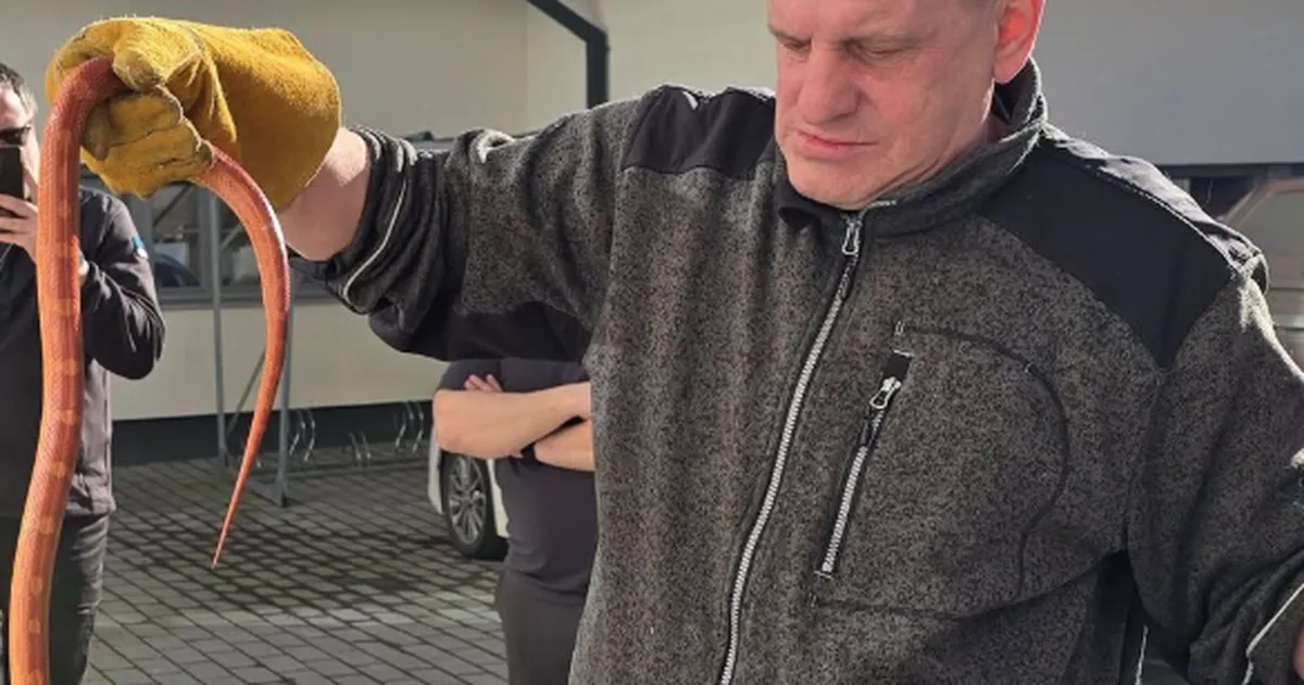 Tallinnast püüti kinni eksootiline madu: igaks juhuks panin kinda kätte, kunagi ei tea, äkki on mürgine