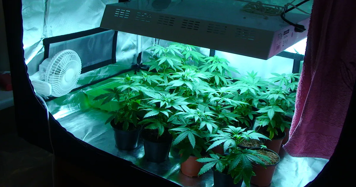 KASVATATE KANEPIT? ⟩ Briti politsei murdis suure küttearve pärast ekslikult vanapaari koju sisse