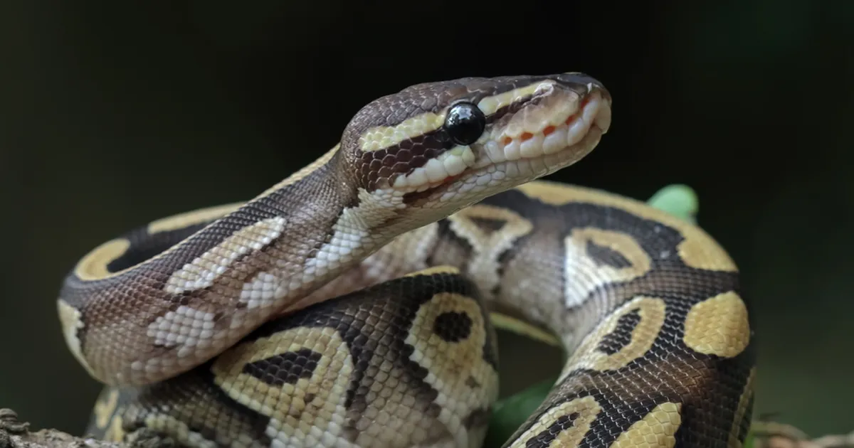 USKUMATU VIDEO ⟩ Tennessee poevargad kasutasid püütoneid relvadena
