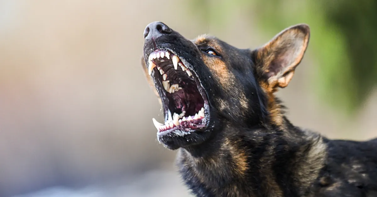 HEA TEADA ⟩ Nii lõpetad koera haukumise sekunditega