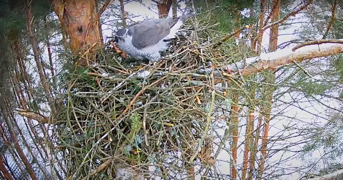 OTSEPILT ⟩ Kanakullipaar Ruudi ja Alla naasis kaamera ette, peagi on oodata perelisa